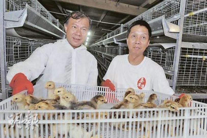 中電為出產泰安雞的鴻運農場設計節能計劃。圖為中電市場及客戶服務業務部總監周立文(左)及現代農業(香港)有限公司負責人香欽俊(右)。(劉焌陶攝)鴻運農場安裝的熱泵,將地下水的熱能轉換成熱水,為農場雞舍保暖。(劉焌陶攝) 中電為出產泰安雞的鴻運農場設計節能計劃。圖為中電市場及客戶服務業務部總監周立文(左)及現代農業(香港)有限公司負責人香欽俊(右)。(劉焌陶攝)鴻運農場安裝的熱泵,將地下水的熱能轉換成熱水,為農場雞舍保暖。(劉焌陶攝)