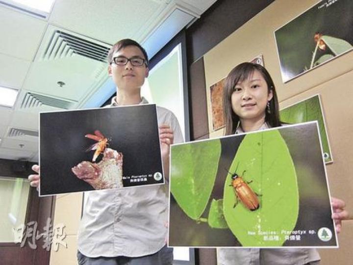 香港濕地公園展覽經理鄭翠如(右)2003年無意間發現全球首現的螢火蟲。左為漁護署自然護理主任施振翮。(馬耀森攝) 香港濕地公園展覽經理鄭翠如(右)2003年無意間發現全球首現的螢火蟲。左為漁護署自然護理主任施振翮。(馬耀森攝)