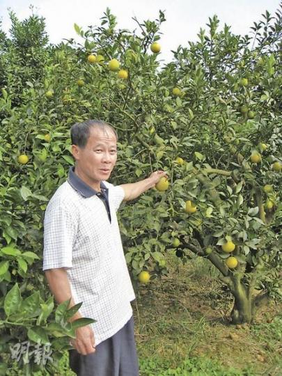 果農陳和安展示他種植的臍橙,稱這些水果遠銷廣東、香港市場。(陳小強攝) 果農陳和安展示他種植的臍橙,稱這些水果遠銷廣東、香港市場。(陳小強攝)