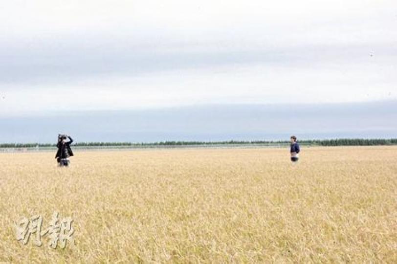 一望無垠、稻浪滔滔的二道河農場萬畝大地號,亦吸引了本港電視台記者置身其中拍攝。(王艷喆攝) 一望無垠、稻浪滔滔的二道河農場萬畝大地號,亦吸引了本港電視台記者置身其中拍攝。(王艷喆攝)