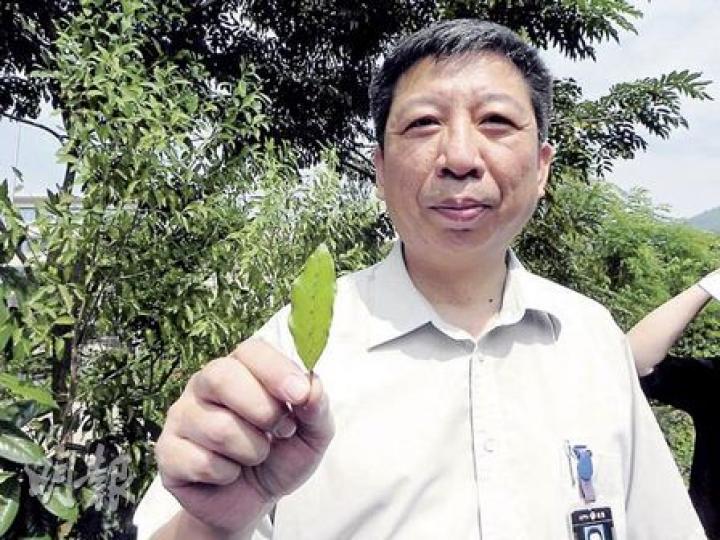 香雪藥政總監莫子瑜手持草藥「兩面針」表示,內地的中醫藥技術比香港好很多,主管人員都精通中醫藥。(李泉攝) 香雪藥政總監莫子瑜手持草藥「兩面針」表示,內地的中醫藥技術比香港好很多,主管人員都精通中醫藥。(李泉攝)
