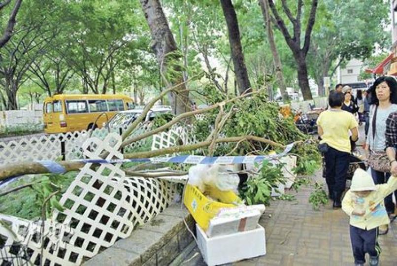 上水智昌路一截7米長樹椏昨午跌墜至行人路上,打中老婦及幼童,幸兩人僅受輕傷,街坊事後將樹椏移至花槽,等待當局派員處理。(梁琬珊攝) 上水智昌路一截7米長樹椏昨午跌墜至行人路上,打中老婦及幼童,幸兩人僅受輕傷,街坊事後將樹椏移至花槽,等待當局派員處理。(梁琬珊攝)