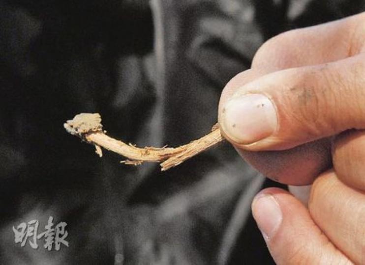 長春社總監蘇國賢在栢麗大道古樹花槽找到受真菌感染的樹根，表面較深色的部分就是真菌的菌絲。（陳淑安攝）