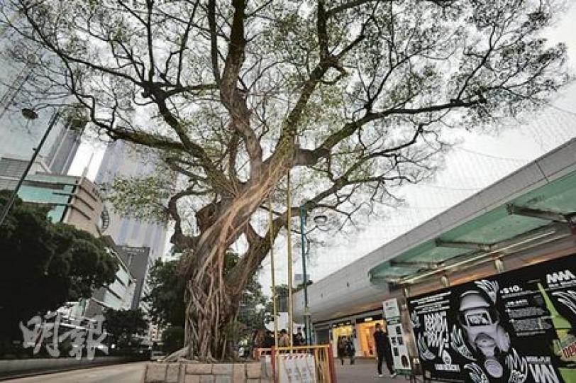 學者指栢麗大道編號8號的細葉榕已感染褐根病，因此樹葉凋零，擔心真菌結成胞子可隨風散播，危及其他樹木。（何家達攝）中大生物系副教授趙紹惠指栢麗大道8號的細葉榕已感染褐根病，並長出啡色的菇（手指位置），但由於菇長在樹木向馬路的一邊，故沒被發現。（何家達攝）政府於上周移除栢麗大道一棵逾百年樹齡的細葉榕，但沒有一併將樹樁移走，學者擔心真菌仍存在於樹根，可透過泥土感染其他樹木。（何家達攝）