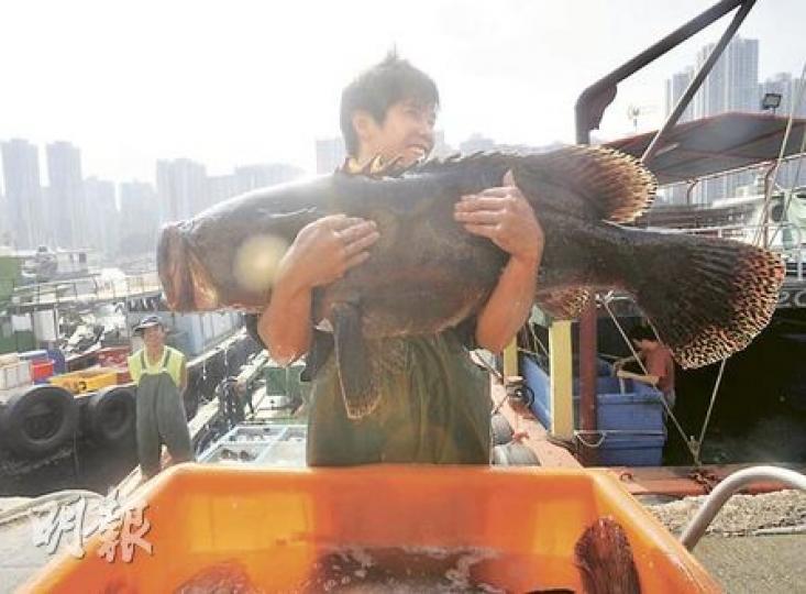 魚販抱起這條剛由收魚船送上岸的大龍躉時，顯得相當費力。（余俊亮攝）