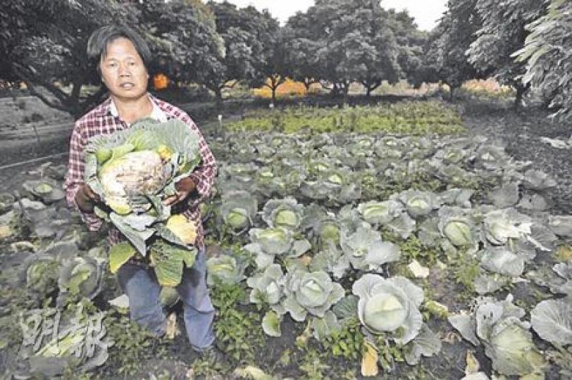 有機菜場場主陳容根在流浮山下白泥設有菜場，逾半蔬菜抵受不了日前霜凍而死亡。（朱永倫攝）