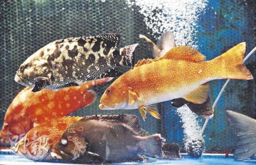 11月通脹擴大，當中以鹹水魚升幅最明顯，按年升近兩成。有海鮮業界稱，飲宴常吃的東星斑（圖右）升幅最勁，一條逾兩斤重的魚批發價已由2、3個月前的600多元，升至近期的逾800元，相信價格在農曆新年前也難回落。（朱永倫攝）