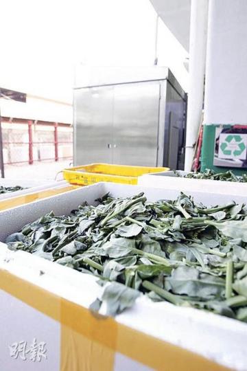 這些綠油油的蔬菜，其實是業界俗稱的「打更菜」。記者採訪當日，便見到有數十箱「芥蘭頭」要送入廚餘機（後）。（陳智良攝）蔬菜統營處每日蔬菜交易量逾400公噸，部分蔬菜運送途中變壞，賣不出的菜頭枯葉會由廚餘機處理。（陳智良攝）經過廚餘機處理，剩菜便變成灌溉用的營養液。菜統處發現，將營養液存放約一星期效果更佳。（陳智良攝）