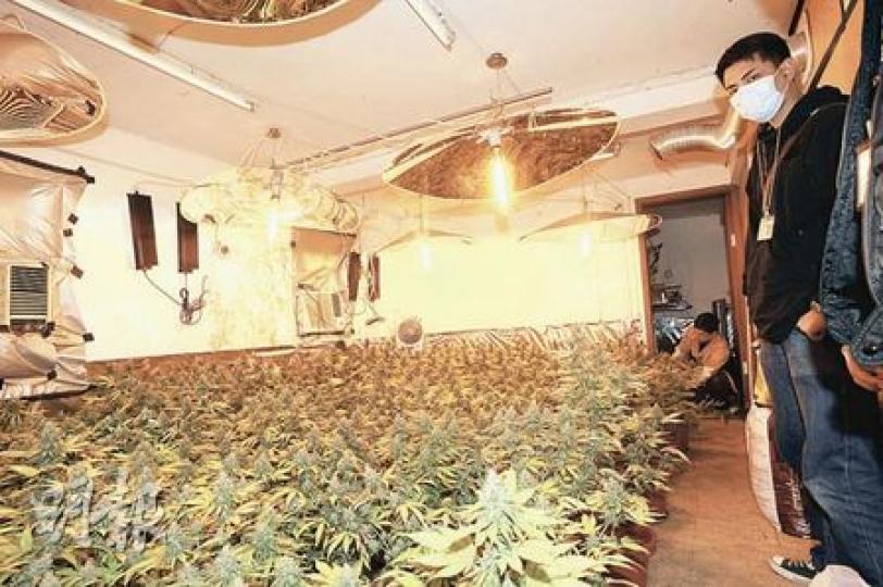 警方昨日在元朗搗破大麻種植場，檢獲約600株大麻苗，估計若全部製成毒品，市值達240萬元。（樊銳昌攝）行動中，探員在大麻種植場內拘捕兩名涉案男子。（樊銳昌攝）