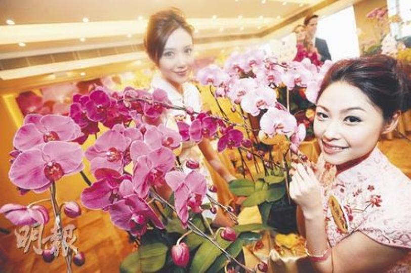 「蘭花大王」楊小龍今年培植出多款蘭花新品種，其中直徑達15厘米的「紅粉妃菲」（右方）貴氣逼人，「安得魯公主」（左方）在陽光下會散發幽香。（朱永倫攝）