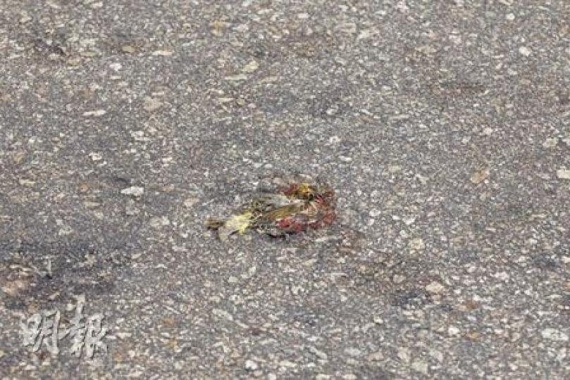 最少22隻白頭鵯(俗稱白頭翁)橫屍街頭,其中更有雀屍遭途經車輛輾扁。(屈俊樂攝)食環署外判承辦商穿起保護袍,將在觀塘鴻圖道撞死的雀屍檢走,並在雀屍附近噴消毒藥水。(黃雄攝) 最少22隻白頭鵯(俗稱白頭翁)橫屍街頭,其中更有雀屍遭途經車輛輾扁。(屈俊樂攝)食環署外判承辦商穿起保護袍,將在觀塘鴻圖道撞死的雀屍檢走,並在雀屍附近噴消毒藥水。(黃雄攝)