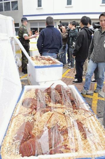 水警共檢獲158箱走私海鮮,包括大量鮮活龍蝦。(林錫禮攝) 水警共檢獲158箱走私海鮮,包括大量鮮活龍蝦。(林錫禮攝)
