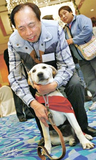 拉布拉多犬Google,訓練後預計最快一年半後,可移交至視障主人,協助他們過新生活。(林振東攝) 拉布拉多犬Google,訓練後預計最快一年半後,可移交至視障主人,協助他們過新生活。(林振東攝)