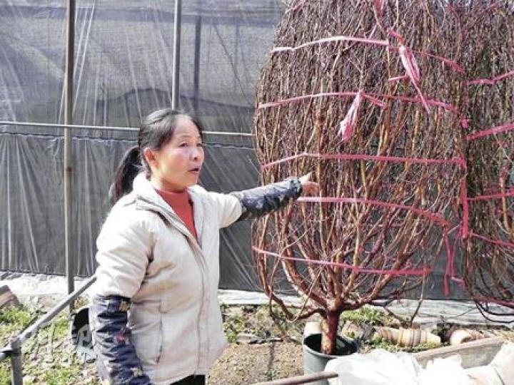 西麗芳村花場有10多棵近3米的桃花王,至今還未出花苞,過兩日恐又有冷空氣殺到,開花期可能會延後。(李泉攝)港商朱先生昨日一早跟車到西麗的供港花場入貨,向花場購買了滿滿一車的年桔。(李泉攝) 西麗芳村花場有10多棵近3米的桃花王,至今還未出花苞,過兩日恐又有冷空氣殺到,開花期可能會延後。(李泉攝)港商朱先生昨日一早跟車到西麗的供港花場入貨,向花場購買了滿滿一車的年桔。(李泉攝)