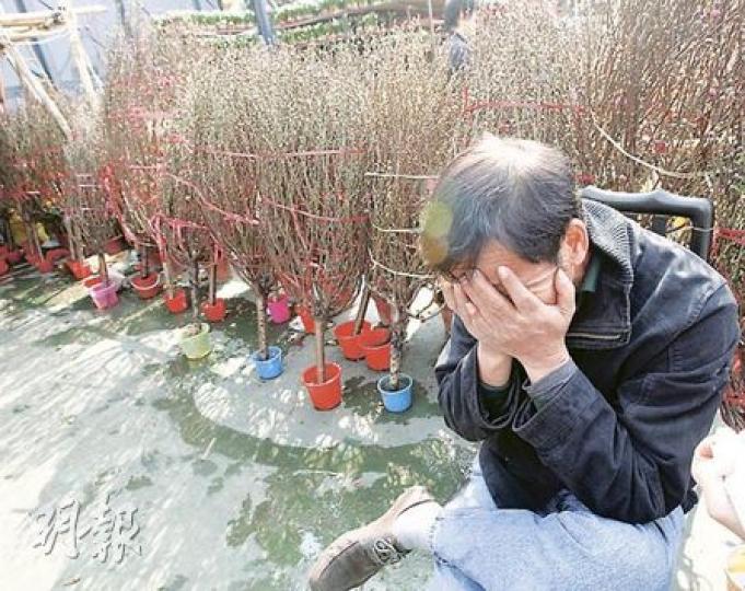 年花檔負責人冼先生說,由於天氣太冷,大批桃花至除夕仍然未開花,嚴重影響銷情,生意較去年少三成,估計只能打和離場。(李紹昌攝) 年花檔負責人冼先生說,由於天氣太冷,大批桃花至除夕仍然未開花,嚴重影響銷情,生意較去年少三成,估計只能打和離場。(李紹昌攝)