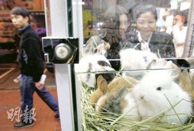 有寵物店將大批兔子飼於同一玻璃缸內,容易造成疾病交叉感染。(林振東攝)(明報製圖) 有寵物店將大批兔子飼於同一玻璃缸內,容易造成疾病交叉感染。(林振東攝)(明報製圖)