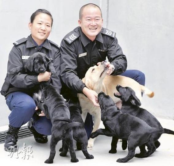 懲教署從南京引入的警衛犬ICY(忌廉毛色),經配種後去年11月成功誕下5隻小拉布拉多犬。當日負責接生的懲教署職員孫寶林(右)和陳美玲(左)表示,料不到忌廉毛色的ICY誕下的幼犬毛色全黑。(陳智良攝) 懲教署從南京引入的警衛犬ICY(忌廉毛色),經配種後去年11月成功誕下5隻小拉布拉多犬。當日負責接生的懲教署職員孫寶林(右)和陳美玲(左)表示,料不到忌廉毛色的ICY誕下的幼犬毛色全黑。(陳智良攝)