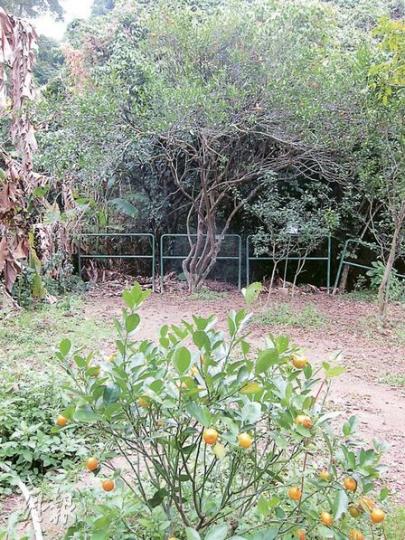 鳳園內部分土地是風水林,種有不少新界人俗稱「神仙樹」的桔樹,長至4、5米高。保育區種植回收的年桔,為鳳蝶幼蟲提供食糧。(馬耀森攝) 鳳園內部分土地是風水林,種有不少新界人俗稱「神仙樹」的桔樹,長至4、5米高。保育區種植回收的年桔,為鳳蝶幼蟲提供食糧。(馬耀森攝)