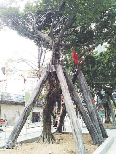 何文田愛民邨去年有榕樹倒塌後，房署為邨內7棵樹進行加固工作，還首次引入美化支架物料，將鐵支架包上假樹皮和貼上氣根。（明報記者攝）漁灣邨有樹木以一條柱支撐，並以鐵圈環着樹幹（圖），詹志勇指「外國無人這樣做」。（朱永倫攝）