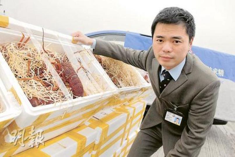 警方展示在大小磨刀洲對開漁船上檢獲的澳洲龍蝦，部分仍相當生猛。（屈俊樂攝）
