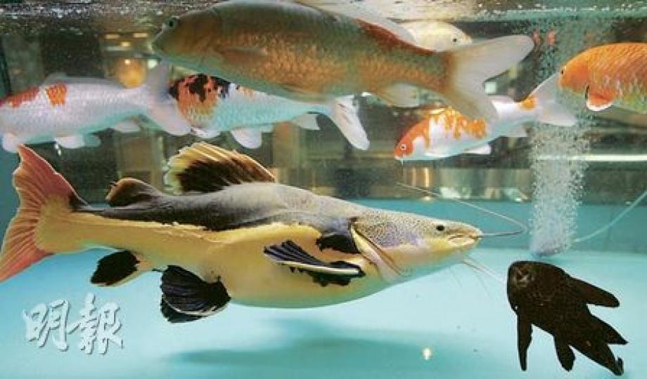 金島門前魚缸內的狗仔鯨，4年前購入時僅兩吋長，現已長至逾兩呎，不少顧客表態希望「領養」，甚至打算為牠度身訂做新居。（林振東攝）