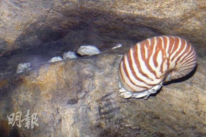 海洋公園水族館「海洋奇觀」護理員，展示狗侶竹鯊的魚卵。園方將魚卵隔離，避免被其他魚吃掉。（李紹昌攝）
