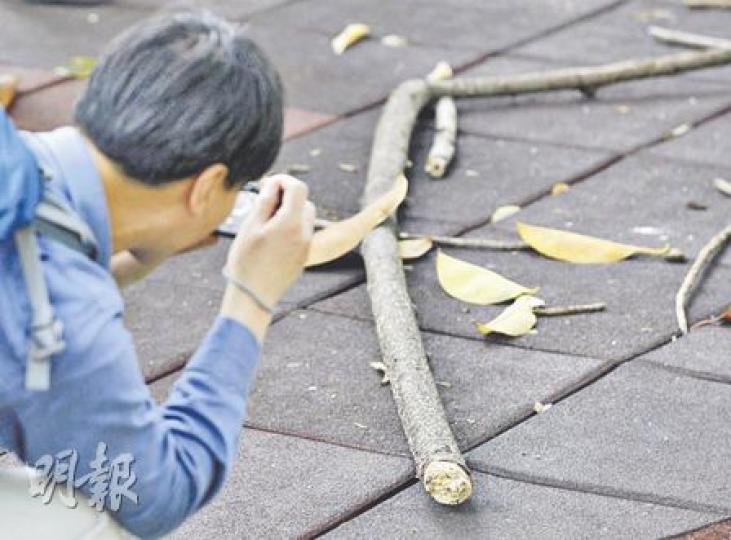 懷疑由芒果樹掉下的枯枝長約6呎，直徑約2吋。圖為意外後，康文署及樹木辦職員到場調查，為枯枝拍照存檔。（何家達攝）元朗公園一枝長約6呎的枯枝昨午突然墜下，擊中下面遊樂場一男一女，二人頭及手受傷送院治理。（何家達攝）