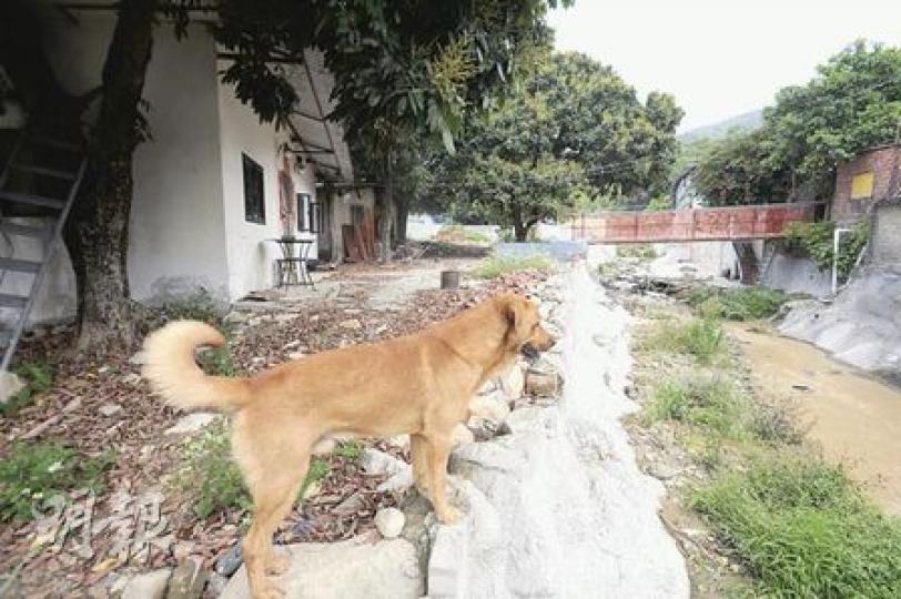 死者林榮益當日雙手抓住家門鐵閘（左），家中所養的一頭狗及門外鐵橋被相繼冲走後，他亦被洪水冲去。（朱永倫攝）死者林榮益妻子司徒美玉（左）及兒子林泳桂（右）昨出席死因研訊，其後與親友表示，想透過公平研訊找出死因。（朱永倫攝）