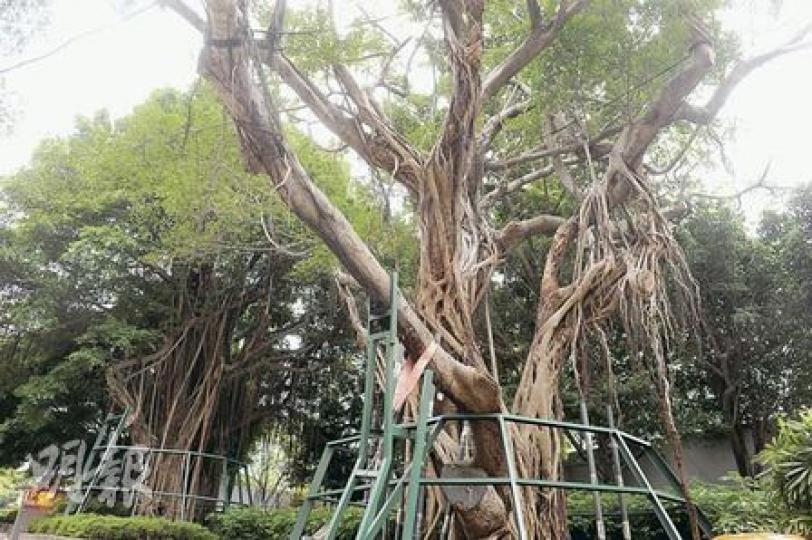 跑馬地黃泥涌道兩棵古樹,於90年代因馬場擴建而移植到黃泥涌道旁,但情况不樂觀。康文署指其中一棵編號WCH/10的細葉榕(右)需要密切監察,該署正為該樹加裝牽引氣根。(劉焌陶攝) 跑馬地黃泥涌道兩棵古樹,於90年代因馬場擴建而移植到黃泥涌道旁,但情况不樂觀。康文署指其中一棵編號WCH/10的細葉榕(右)需要密切監察,該署正為該樹加裝牽引氣根。(劉焌陶攝)