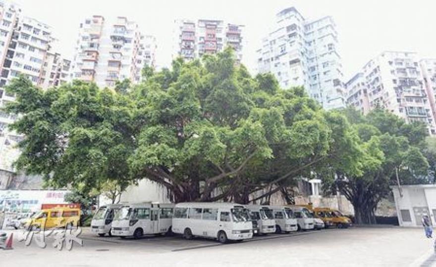 觀塘政府合署停車場內的5棵細葉榕形成連綿的樹蔭,這批樹受重建項目影響,需被移植到其他地方。(朱永倫攝) 觀塘政府合署停車場內的5棵細葉榕形成連綿的樹蔭,這批樹受重建項目影響,需被移植到其他地方。(朱永倫攝)