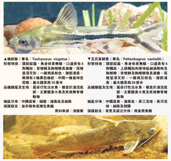 (明報製圖) (明報製圖)