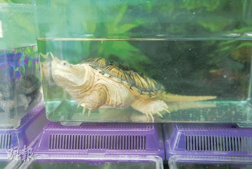 旺角一間水族館亦有平背鱷龜售賣,圖中大小有如成人手掌的白化平背鱷龜,叫價約6000元,由於「白化」動物較罕有,售價亦較一般鱷龜昂貴。(何朝財攝) 旺角一間水族館亦有平背鱷龜售賣,圖中大小有如成人手掌的白化平背鱷龜,叫價約6000元,由於「白化」動物較罕有,售價亦較一般鱷龜昂貴。(何朝財攝)
