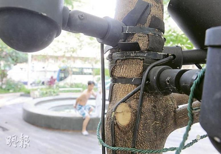私人屋苑海峯利用鐵箍索着樹幹,以固定射燈位置,部分鐵片掐入樹幹,割開樹皮。(劉焌陶攝) 私人屋苑海峯利用鐵箍索着樹幹,以固定射燈位置,部分鐵片掐入樹幹,割開樹皮。(劉焌陶攝)