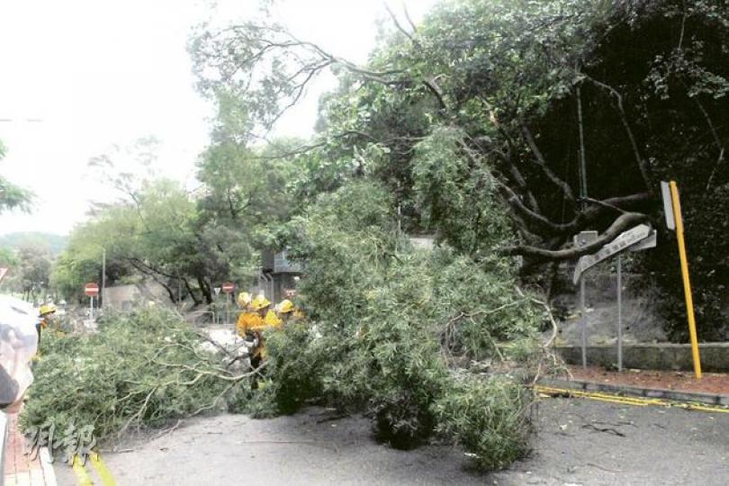 青山公路荃灣段近寶豐路,一棵約10米高大樹在雨中塌下,現場交通一度受阻。(蔡方山攝)(明報製圖) 青山公路荃灣段近寶豐路,一棵約10米高大樹在雨中塌下,現場交通一度受阻。(蔡方山攝)(明報製圖)