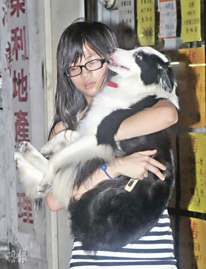 嚇至花容失色的女狗主,消防手中接回墮樓愛犬後,立即緊抱不放。(蔡方山攝)墮樓的迷你牧羊犬撞穿路邊私家車的天窗,跌入車廂,私家車車頂滿佈玻璃碎片,警員到場後仰頭察看墮樓位置。(蔡方山攝)年輕女狗主據悉養有六七頭狗,出事前正帶同另一牧羊犬在街頭搬家俬雜物。(蔡方山攝)(明報製圖) 嚇至花容失色的女狗主,消防手中接回墮樓愛犬後,立即緊抱不放。(蔡方山攝)墮樓的迷你牧羊犬撞穿路邊私家車的天窗,跌入車廂,私家車車頂滿佈玻璃碎片,警員到場後仰頭察看墮樓位置。(蔡方山攝)年輕女狗主據悉養有六七頭狗,出事前正帶同另一牧羊犬在街頭搬家俬雜物。(蔡方山攝)(明報製圖)