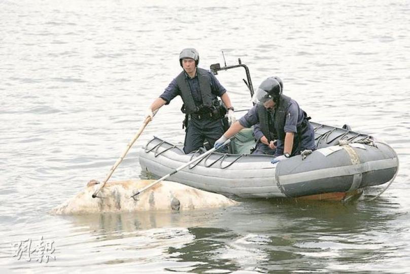 水警派小艇將中華白海豚的屍體打撈起。(黃雄攝) 水警派小艇將中華白海豚的屍體打撈起。(黃雄攝)