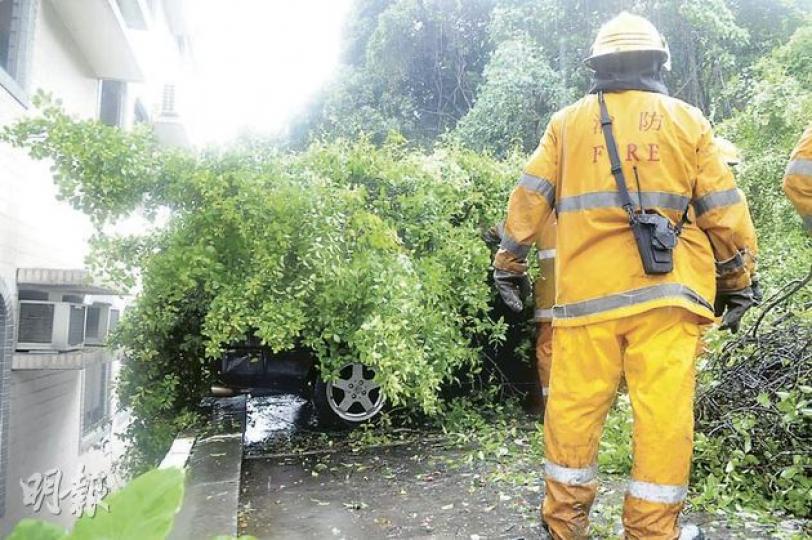 上水河上鄉塌大樹,擊中汽車,其中一輛私家車全被樹葉覆蓋,只剩下車輪外露。(何朝財攝)多名消防員在河上鄉鋸斷及搬走倒下的大樹,現場蚊子亂舞螞蟻咬人,消防員身上汗雨難分。(何朝財攝) 上水河上鄉塌大樹,擊中汽車,其中一輛私家車全被樹葉覆蓋,只剩下車輪外露。(何朝財攝)多名消防員在河上鄉鋸斷及搬走倒下的大樹,現場蚊子亂舞螞蟻咬人,消防員身上汗雨難分。(何朝財攝)