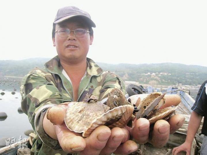 砣磯島養殖戶鄭錄文手捧死亡近半夏夷貝向記者訴苦。(明報記者攝) 砣磯島養殖戶鄭錄文手捧死亡近半夏夷貝向記者訴苦。(明報記者攝)