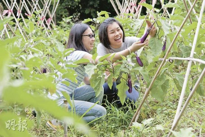 同是80後的卓佳佳(左)與區晞旻(右)去年成立「馬寶寶有機農場」,一年之間,馬屎埔村由荒涼變得熱鬧,過了豐收的一年。(鄧宗弘攝) 同是80後的卓佳佳(左)與區晞旻(右)去年成立「馬寶寶有機農場」,一年之間,馬屎埔村由荒涼變得熱鬧,過了豐收的一年。(鄧宗弘攝)