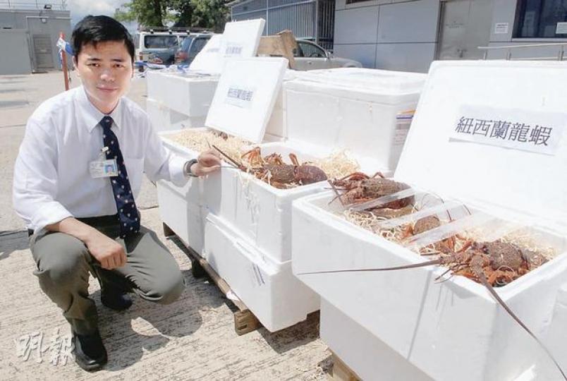 水警港外區特遣隊主管高級督察馬耀光展示在反走私行動中檢獲的新鮮龍蝦。(雲錦鋒攝) 水警港外區特遣隊主管高級督察馬耀光展示在反走私行動中檢獲的新鮮龍蝦。(雲錦鋒攝)