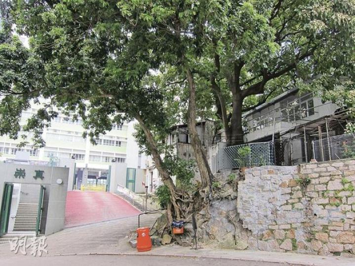 申請人指石屋(圖右)鄰近崇真堂和學校,聲稱為怕倒塌危害他人才急急修葺。(林綺琪攝) 申請人指石屋(圖右)鄰近崇真堂和學校,聲稱為怕倒塌危害他人才急急修葺。(林綺琪攝)