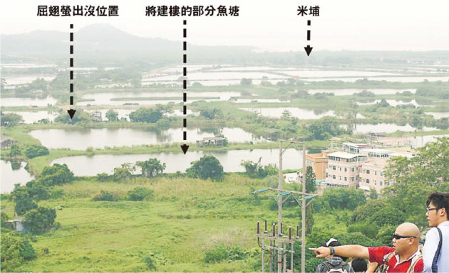 新界西北研究組等團體昨舉辦豐樂圍公眾導賞團，讓市民登上豐樂圍以南一個山丘，遠眺連綿不斷的魚塘及米埔濕地，眾人均對眼前景象可能變成19幢介乎15至19層的豪宅表示可惜。（林振東攝）