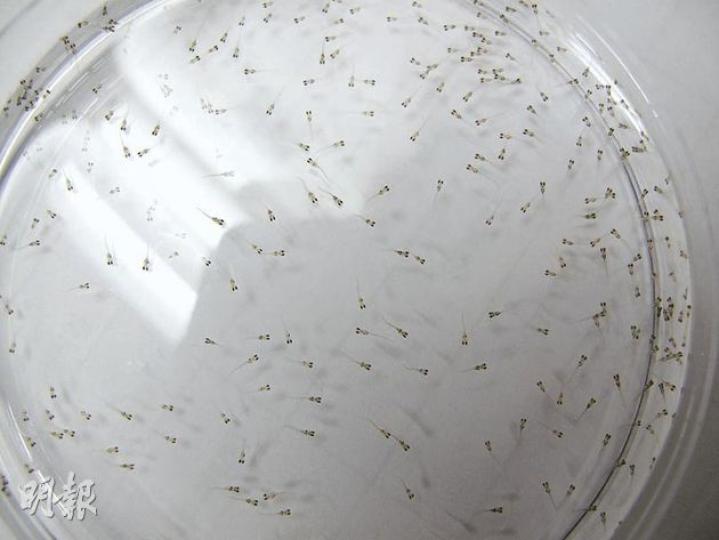 轉基因鯖魚將魚魚苗僅有3、4毫米長（圖），遇到雌激素時，其肝臟便會發出熒光。（陳佩儀攝）