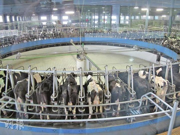 肥東牧場擠奶廳中，可見4台轉盤時擠奶機，每台同時容納80頭奶牛擠奶。奶牛每天3次自牛舍走出，踏上轉盤由機器自動擠奶，經一圈10多分鐘旋轉後再自行走出擠奶廳。每頭奶牛日產約25公斤原奶。（李萌攝）現代牧業董事長鄧九強（左）及行政總裁高麗娜（右）一齊展示黑白包裝，為明年初將在香港上市的常溫奶產品外觀，預期售價不會超過10元人民幣。（李萌攝）