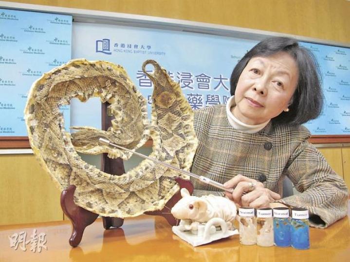 浸大中醫學院副院長蕭文鸞指出,五步蛇劇毒無比,若不幸被咬而不治理可於短時間內致命,但從其毒液中提取ZK002蛋白,則發現可抑制血管增生,可能有助抗癌。(余卓善攝) 浸大中醫學院副院長蕭文鸞指出,五步蛇劇毒無比,若不幸被咬而不治理可於短時間內致命,但從其毒液中提取ZK002蛋白,則發現可抑制血管增生,可能有助抗癌。(余卓善攝)