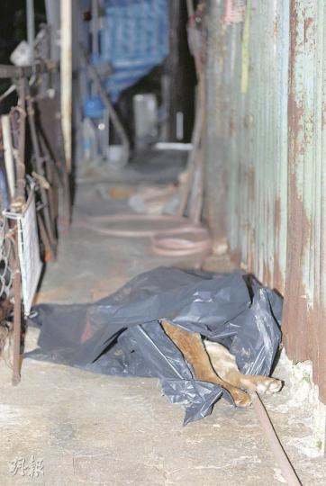 疑吃了有毒食物後毒發身亡的唐狗「Mike仔」,警員事後用黑膠袋遮蓋屍體。(伍浦鋒攝) 疑吃了有毒食物後毒發身亡的唐狗「Mike仔」,警員事後用黑膠袋遮蓋屍體。(伍浦鋒攝)