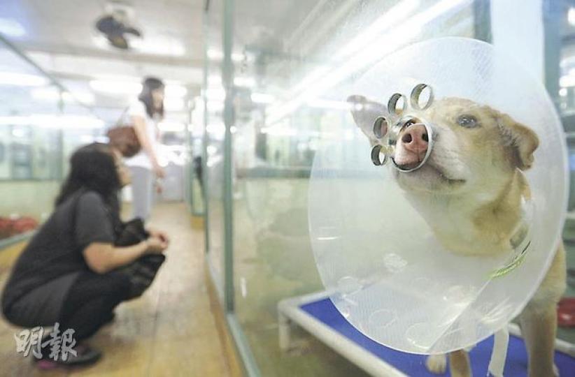 愛護動物協會希望盡快展開「捕捉、絕育、放回」計劃，讓協會免責協助流浪狗絕育，長遠減少全港流浪狗數目。圖為其中一隻剛絕育的流浪狗。（余俊亮攝） 愛護動物協會負責人柯慧賢指出，市民輕率棄狗，令協會狗宿位經常爆滿，當中又以唐狗數目最多。（余俊亮攝） 港人一向抗拒黑狗，認為不祥。愛護動物協會內的黑色唐狗多無人領養。（余俊亮攝）