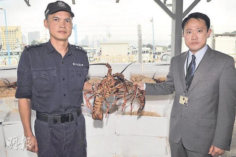海關特遣隊第一組指揮官陳子達(右)及水警西分區署理指揮官麥國開(左),向記者展示檢獲的走私龍蝦及講述案情。(衛永康攝) 海關特遣隊第一組指揮官陳子達(右)及水警西分區署理指揮官麥國開(左),向記者展示檢獲的走私龍蝦及講述案情。(衛永康攝)