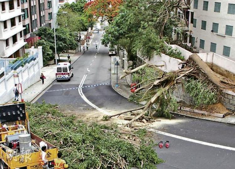 跑馬地一棵15米高大樹倒塌,壓毁屋苑圍牆,樹幹伸出行人道及藍塘道兩條行車線。(林錫禮攝) 跑馬地一棵15米高大樹倒塌,壓毁屋苑圍牆,樹幹伸出行人道及藍塘道兩條行車線。(林錫禮攝)