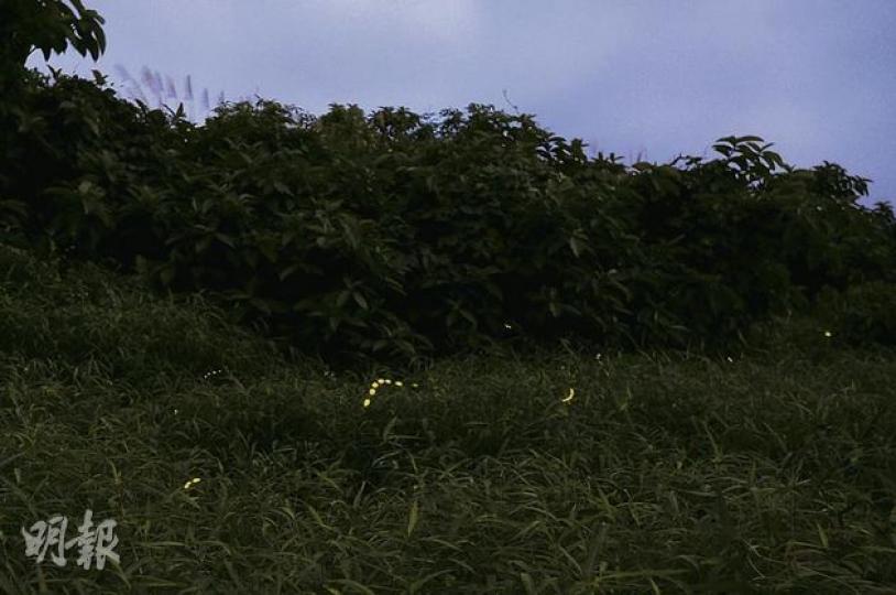 香港昆蟲學會會長饒戈表示，由2010年開始，每年5至9月沙螺洞中部的棄耕農地，都會有數以千計螢火蟲於晚上同時出現，蔚為奇觀。（何家達攝） （明報製圖）